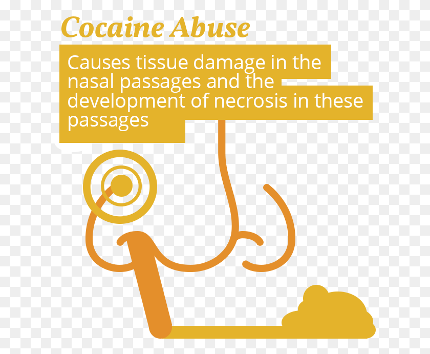629x631 Cocaine And Nose Issues Cocaine Digestive Tract, Advertisement, Text, Poster HD PNG Download