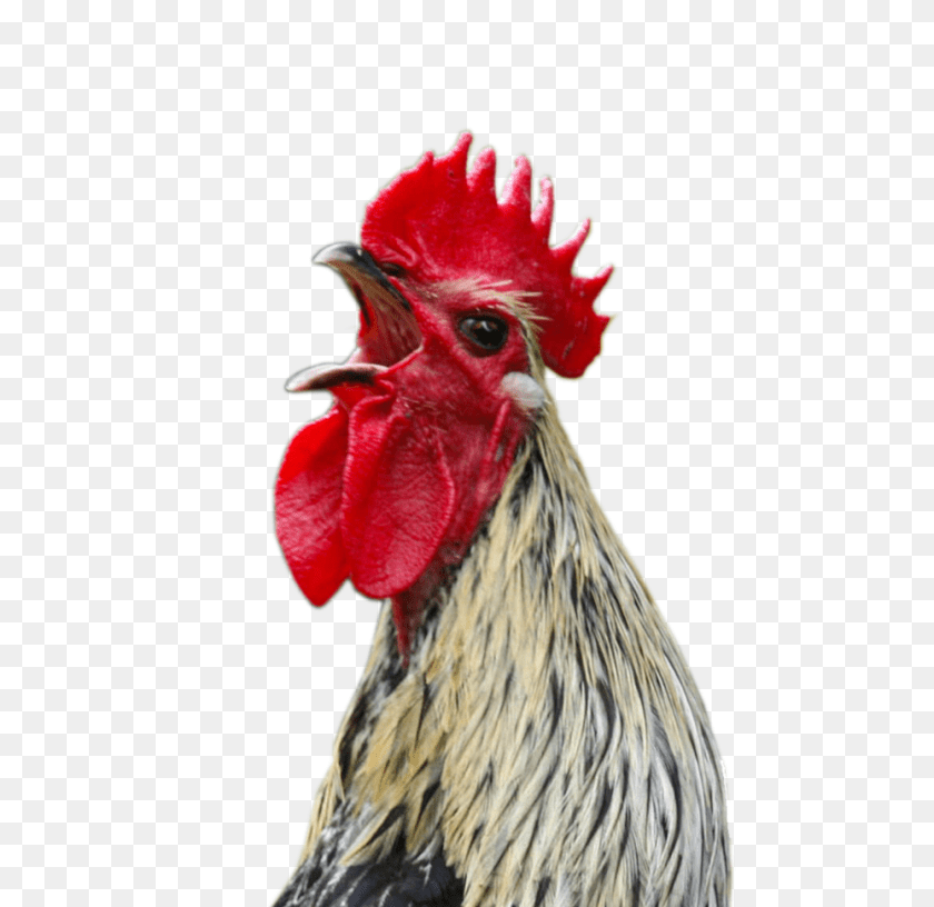 Cock, Animal, Bird, Chicken, Fowl Transparent PNG