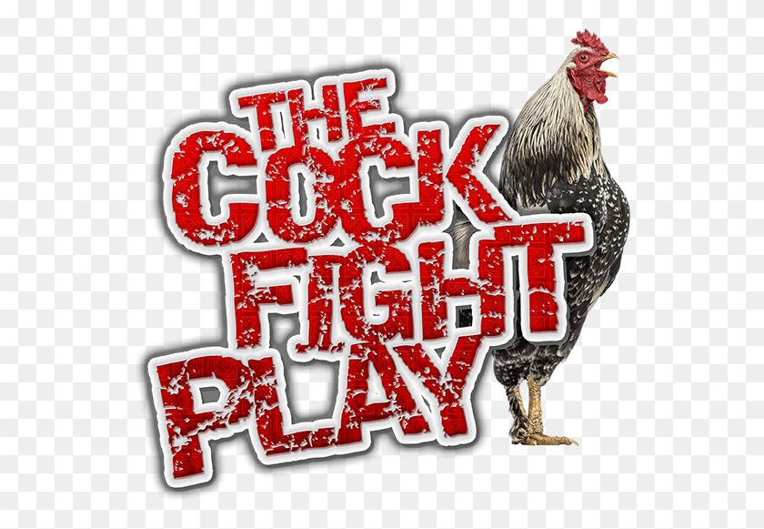 547x521 Cock Fight, Poultry, Fowl, Bird HD PNG Download