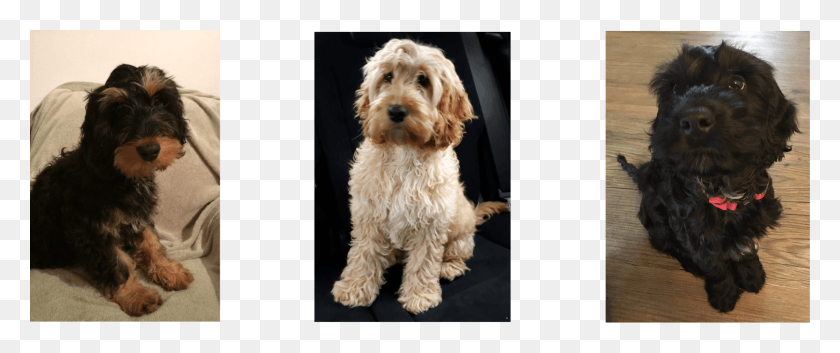 1668x628 Cockapoo Puppies Labradoodle, Dog, Pet, Canine HD PNG Download