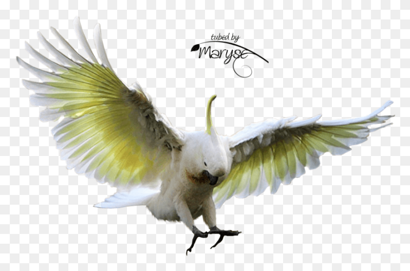 857x545 Cockatoo, Bird, Animal, Parrot HD PNG Download