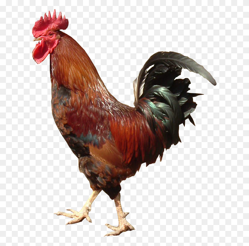 623x771 Gallo Png / Gallo Hd Png