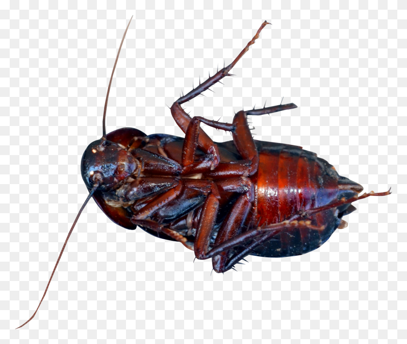 1636x1365 Cockroach, Insect, Invertebrate, Animal HD PNG Download