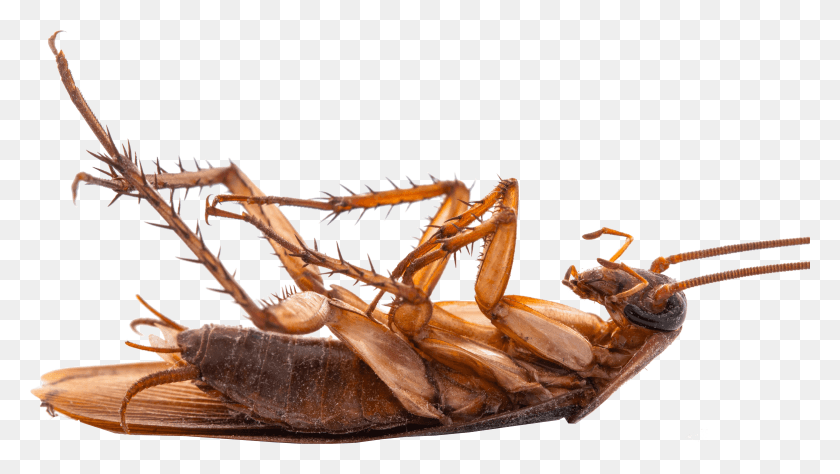 5268x2802 Cockroach, Insect, Invertebrate, Animal HD PNG Download