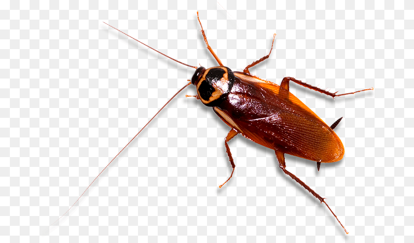 685x495 Cockroach British Cockroach, Animal, Insect, Invertebrate Clipart PNG