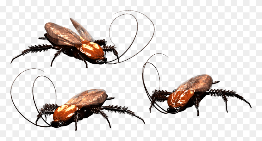 913x462 Cucaracha Png / Insectos Hd Png