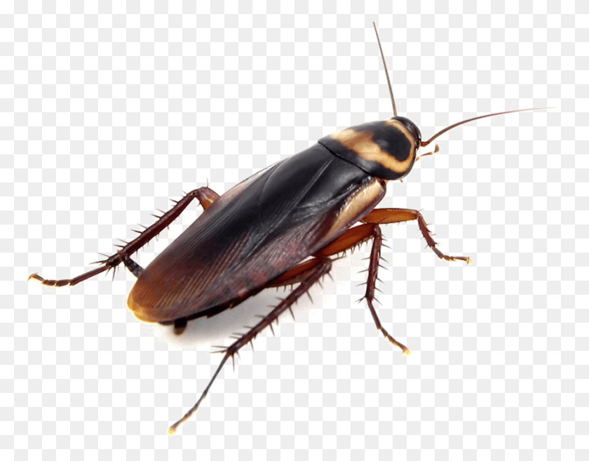 874x669 Cockroach Clipart Background Do Cockroaches Look Like, Insect, Invertebrate, Animal HD PNG Download