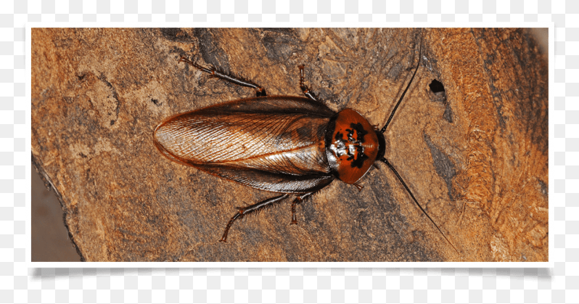 926x453 Cockroach Control In Buffalo Ny Cockroach, Insect, Invertebrate, Animal HD PNG Download