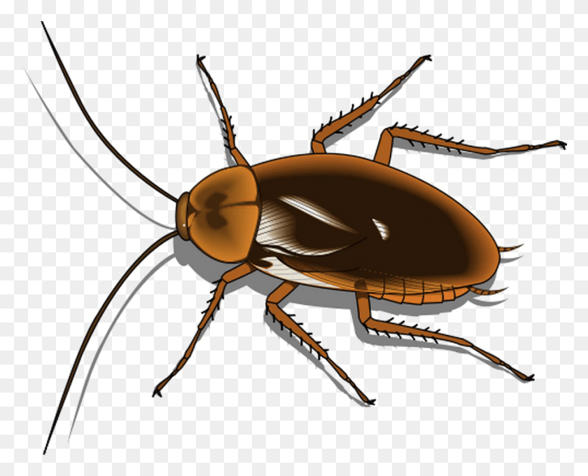 907x720 Cockroach Free Image Cartoon Image Of Cockroach, Insect, Invertebrate, Animal HD PNG Download