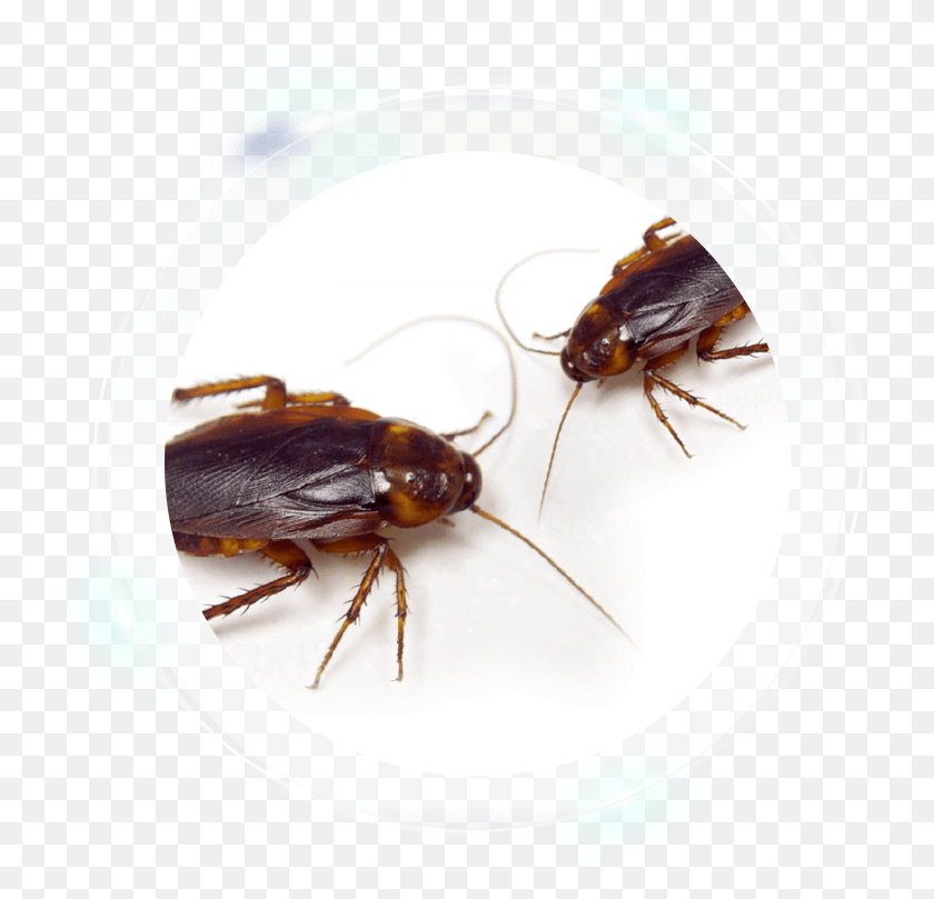 743x749 Cockroach Has How Many Legs, Insect, Invertebrate, Animal HD PNG Download