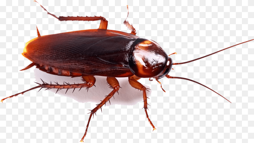 1434x809 Cockroach High Quality Image Cockroach, Animal, Insect, Invertebrate PNG