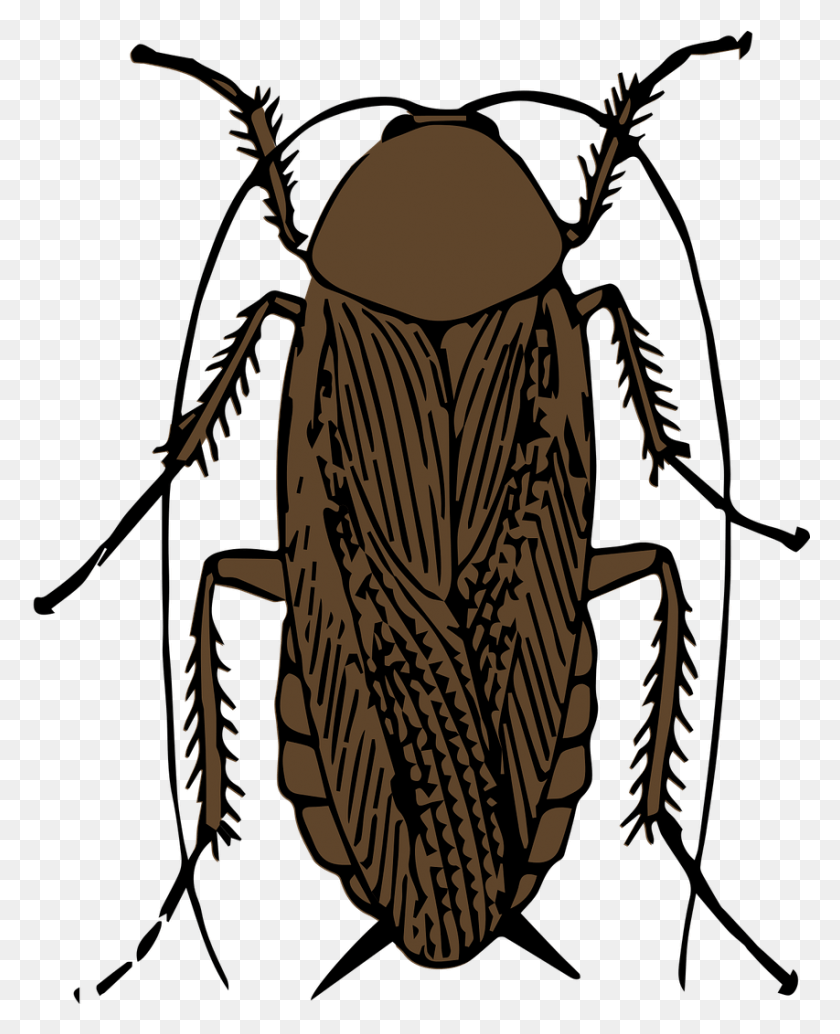 853x1066 Cockroach Information Cockroach Black And White, Insect, Invertebrate, Animal HD PNG Download