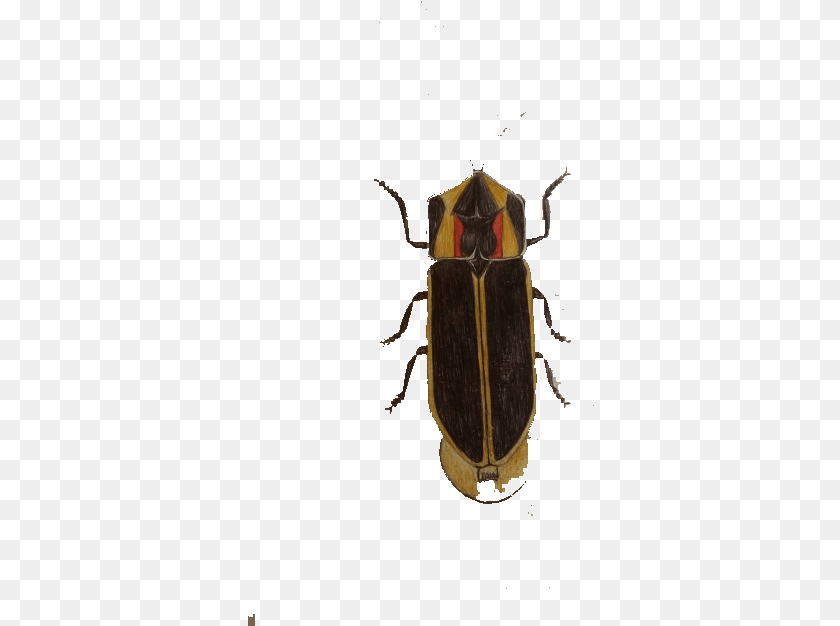 347x626 Cockroach Insect Blattodea Soldier Beetle, Animal, Firefly, Invertebrate Sticker PNG