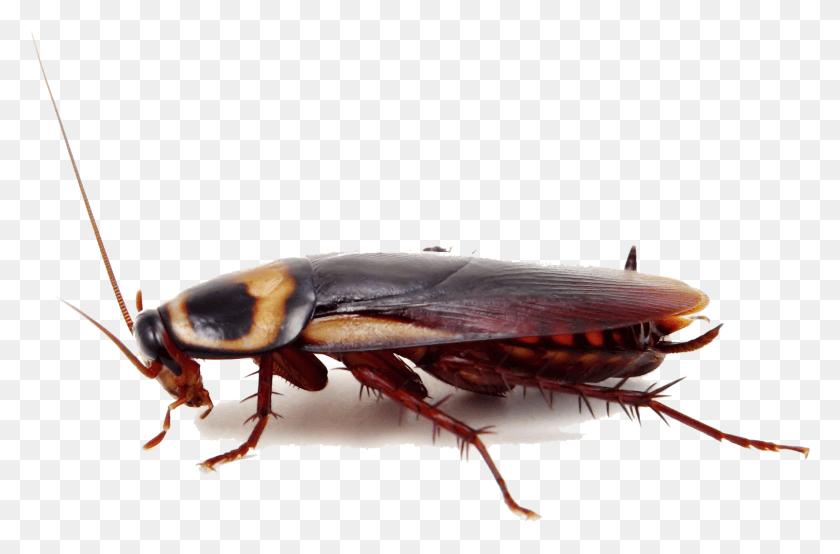 1514x959 Cockroach Insect Pest Control Termite City Roach, Invertebrate, Animal HD PNG Download