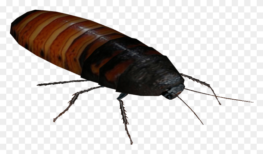 795x442 Cockroach Madagascar Hissing Roaches, Insect, Invertebrate, Animal HD PNG Download