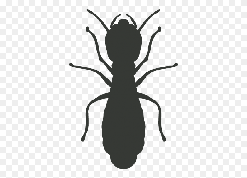 373x544 Cockroach Mosquito Pest Control Termite Termitas, Invertebrate, Animal, Insect HD PNG Download
