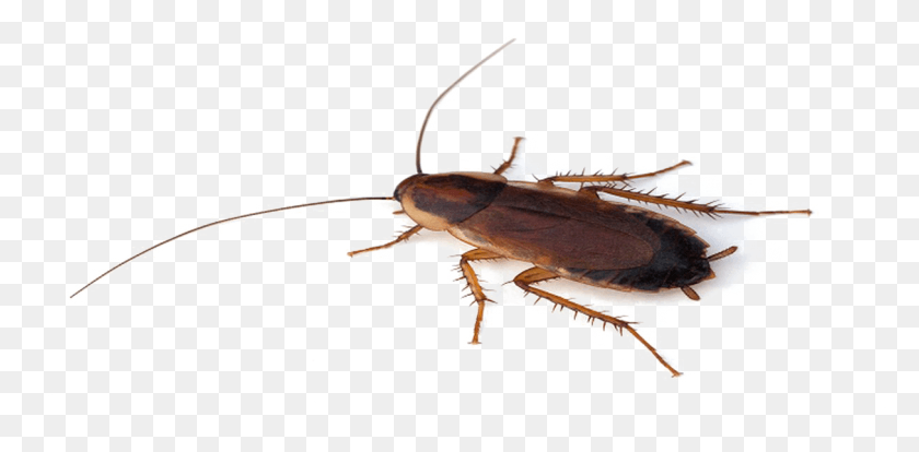 1214x551 Cockroach Transparent File Transparent Roach, Insect, Invertebrate, Animal HD PNG Download