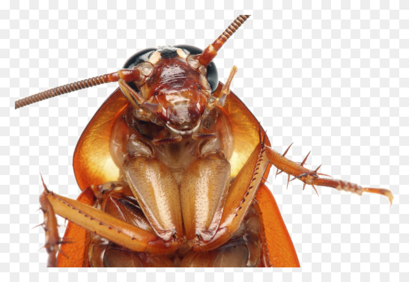 1009x673 Cockroach Transparent Images Cockroach Face Close Up, Lobster, Seafood, Sea Life HD PNG Download