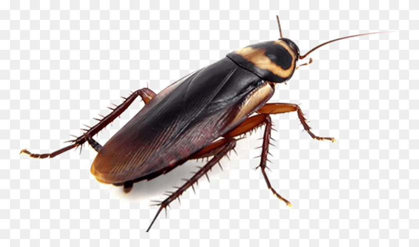 874x489 Cockroach Transparent Photo Danger Cockroach, Insect, Invertebrate, Animal HD PNG Download