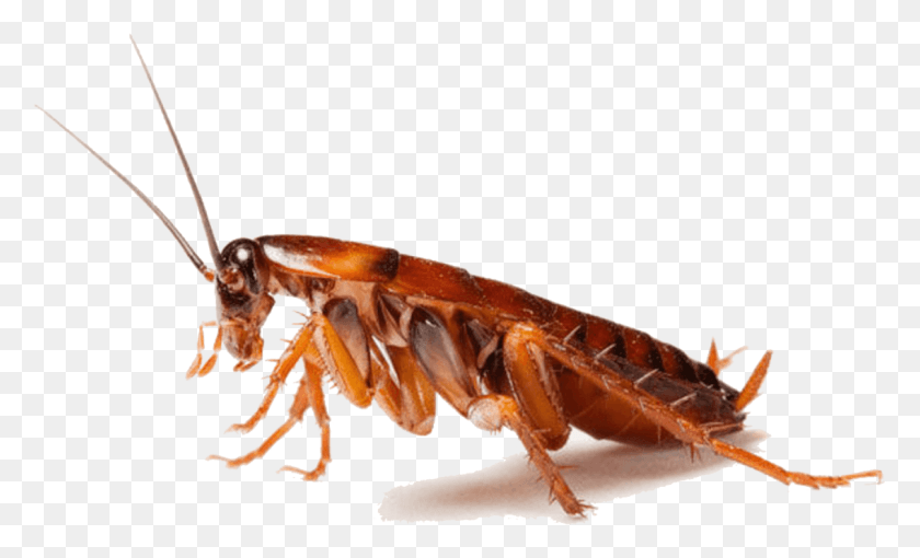 1134x655 Cockroaches Cockroach Cockroach And Spider, Insect, Invertebrate, Animal HD PNG Download
