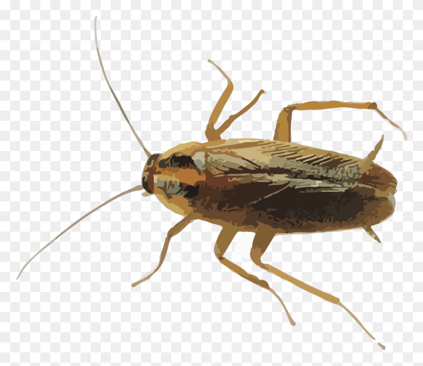 881x754 Cucarachas, Insectos, Invertebrados, Animal Hd Png