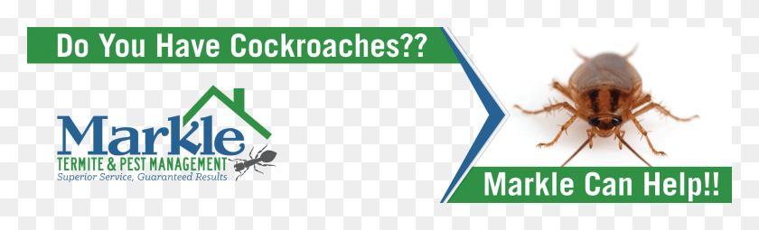 1920x480 Cockroaches Sign, Spider, Invertebrate, Animal HD PNG Download