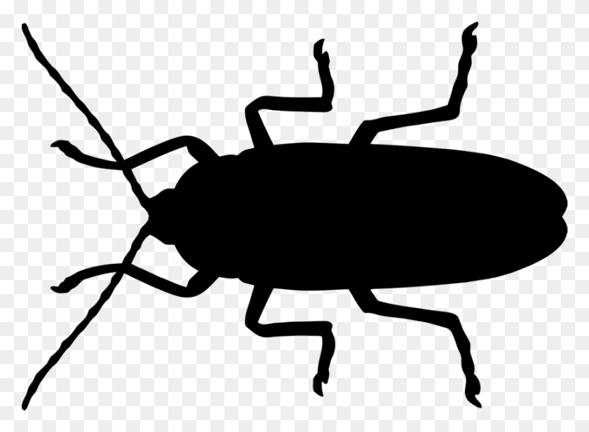 865x618 Cucarachas, Gorgojo, Animal, Invertebrado, Insecto Hd Png