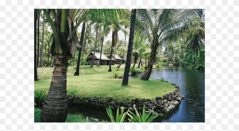 601x403 Coco Palms Hotel Resort Project By Tag Roystonea, Building, Outdoors, Plant HD PNG Download