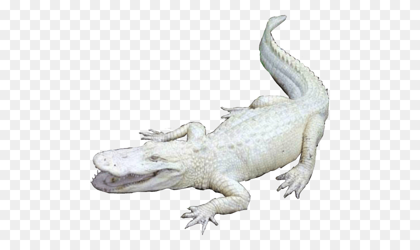 477x440 Стикер Cocodrilo Американский Крокодил, Ящерица, Рептилия, Животное Png Скачать