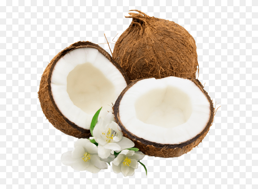 600x555 Coconut, Plant, Nut, Vegetable HD PNG Download