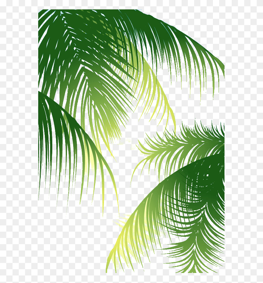 598x844 Coconut Arecaceae Euclidean Vector Background, Tree, Plant, Green HD PNG Download