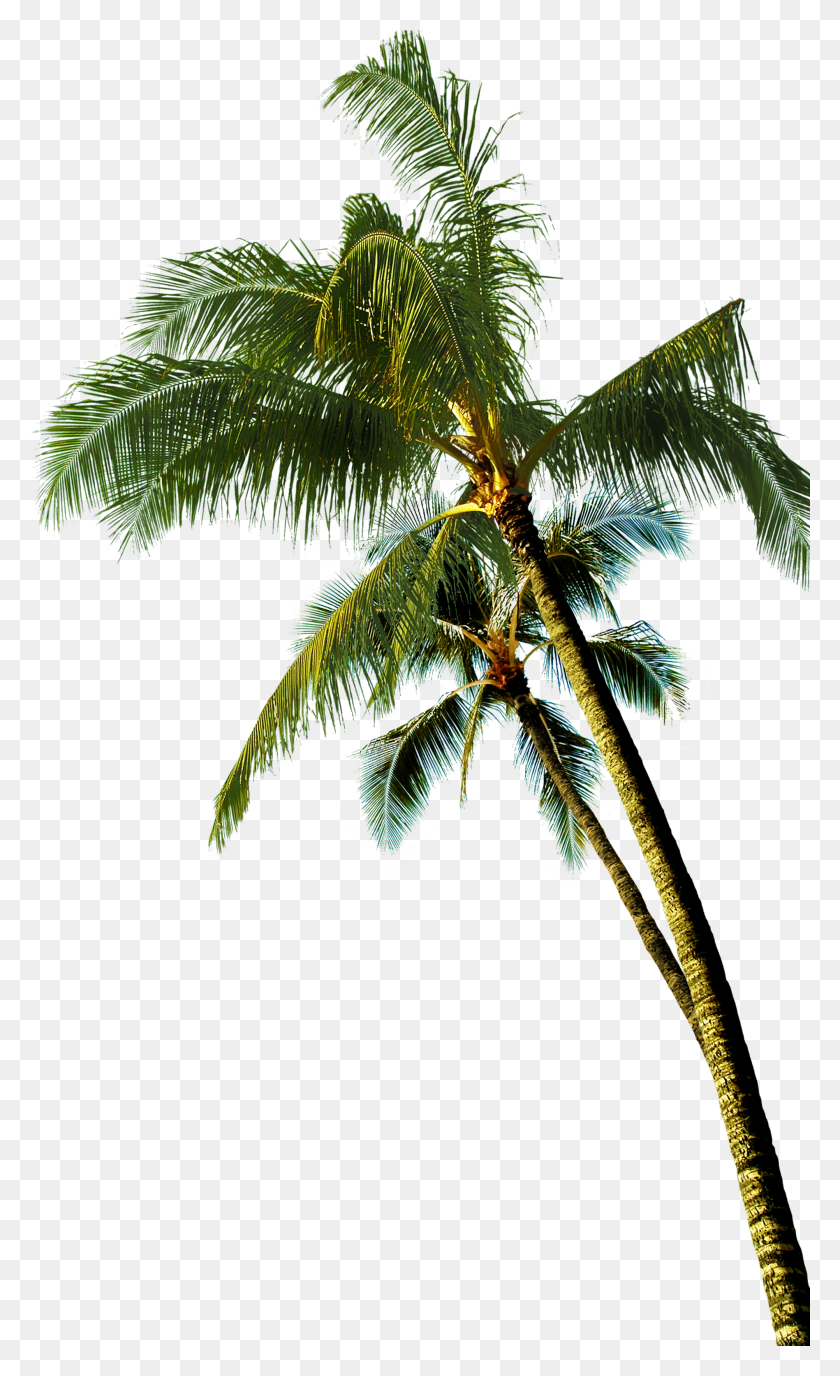 1897x3201 Coconut Asian Palmyra Tree Coconut Tree Image HD PNG Download