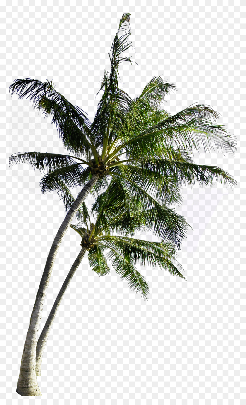 1218x2062 Coconut Computer Tree File Free Transparent Image Coconut Tree Image Free, Palm Tree, Plant, Arecaceae HD PNG Download