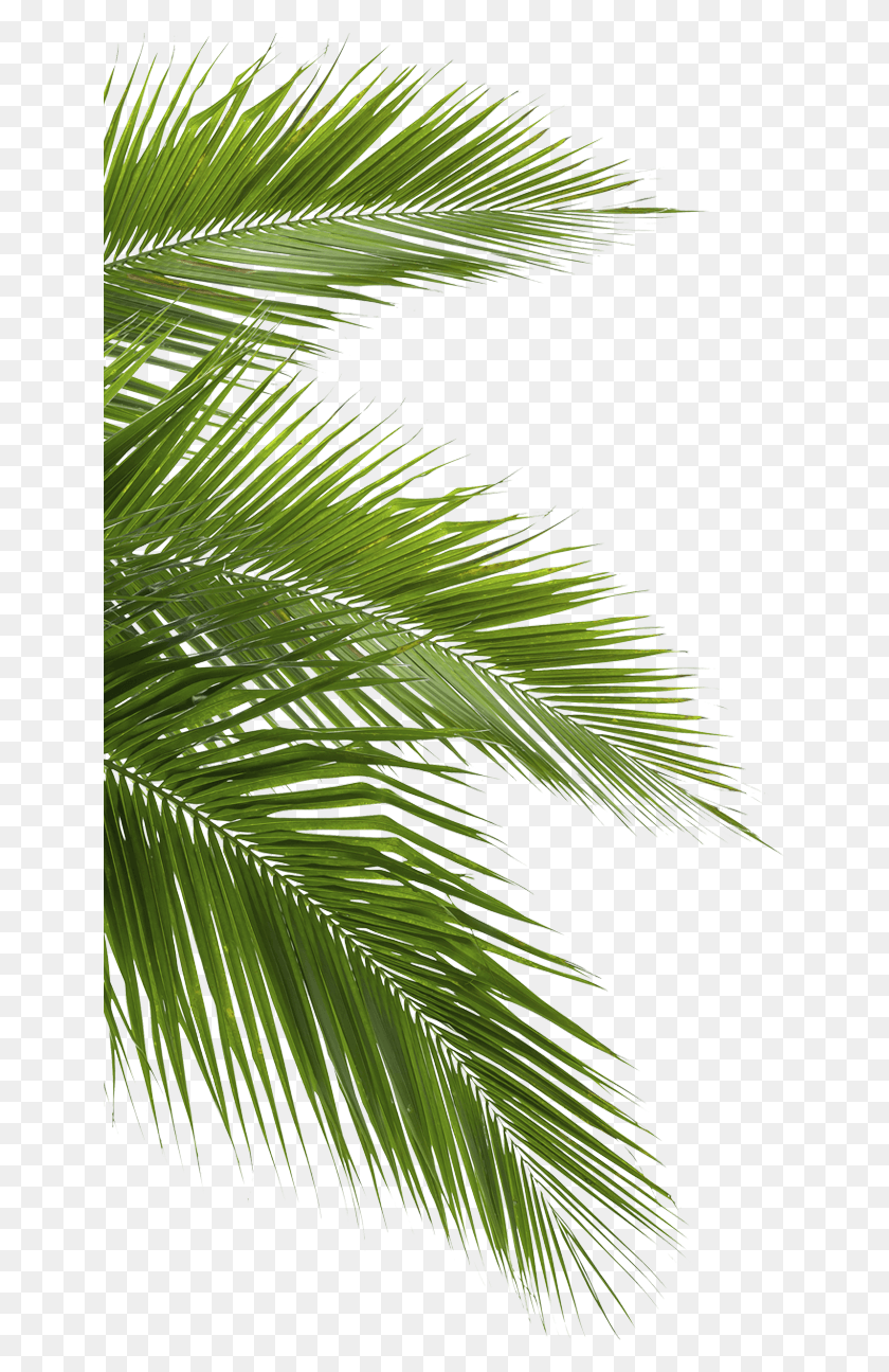 645x1235 Coconut Leaves On White Background, Leaf, Plant, Tree HD PNG Download