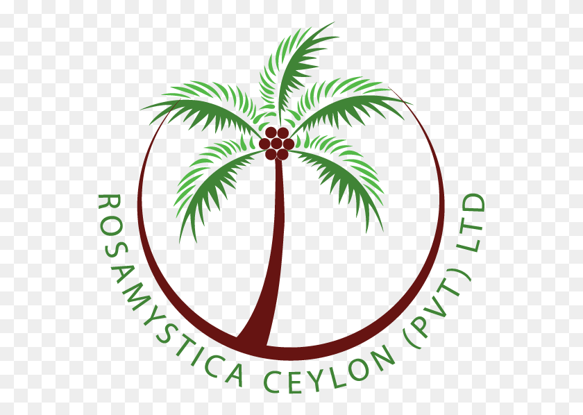 557x538 Coconut Logo Virgin Coconut Oil Logo, Plant, Tree, Palm Tree HD PNG Download
