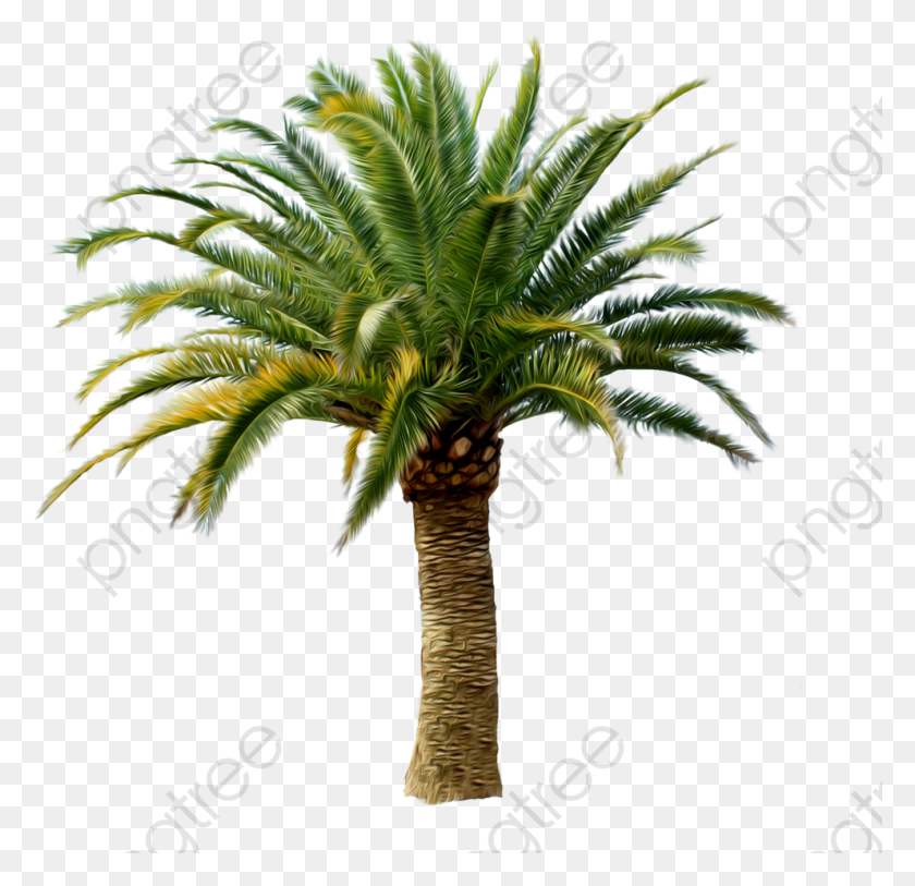 992x958 Coconut Tree Clipart Tropical Date Palm Trees, Palm Tree, Tree, Plant HD PNG Download