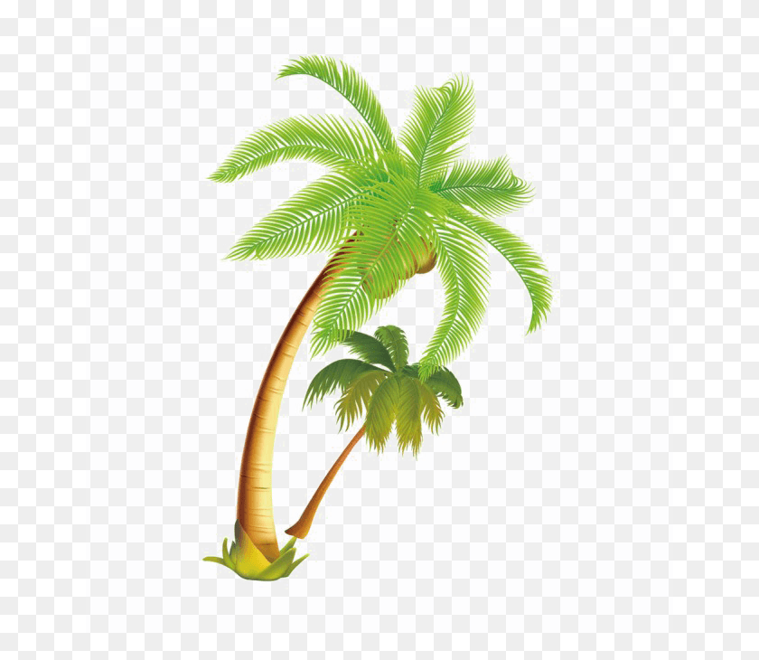 650x670 Coconut Tree Image Palm Trees Vector, Palm Tree, Tree, Plant HD PNG Download