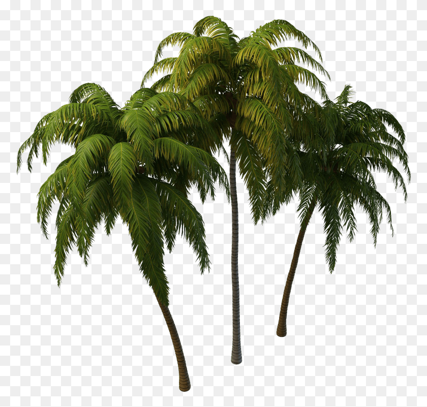 1620x1540 Кокосовая Пальма Фото Кокосовая Пальма, Растение, Дерево, Пальма Hd Png Скачать