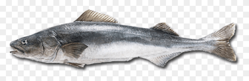 899x250 Cod Fish, Animal, Tuna, Sea Life HD PNG Download