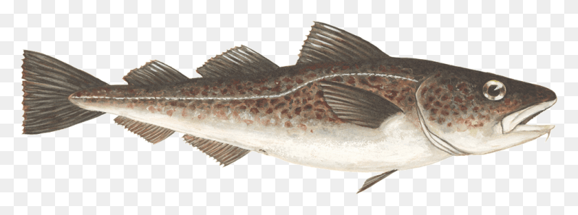 1000x325 Descargar Png / Bacalao Gadus Morhua El Bass Fish Hd Png