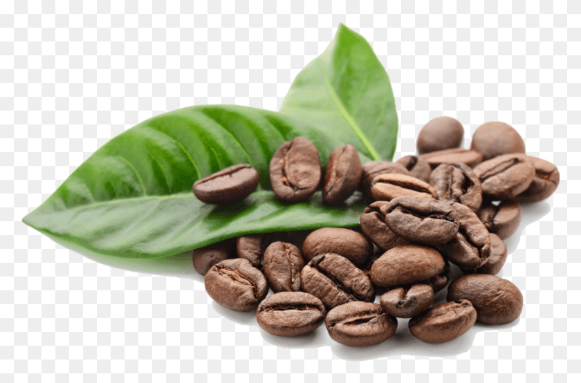 884x560 Листья Кофе В Зернах Кофе В Зернах, Растения, Овощи, Еда Hd Png Скачать