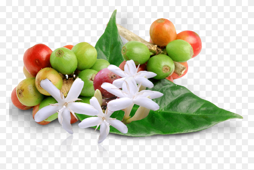 856x551 Coffee Blossom Night Flowering Jasmine, Plant, Fruit, Food HD PNG Download