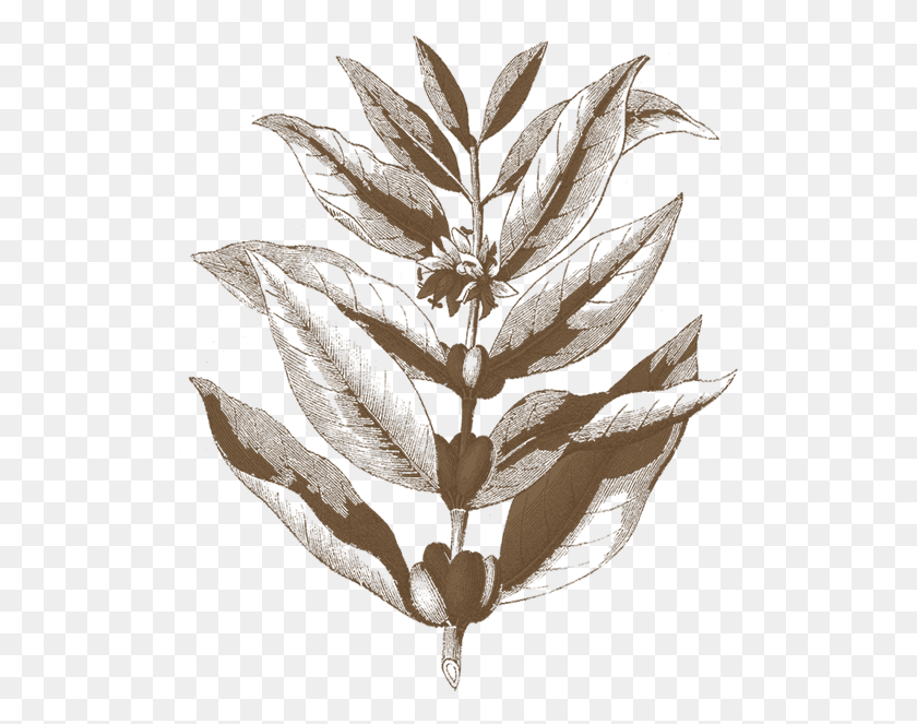 528x603 Иллюстрация Ветки Кофе, Лист, Растение, Дерево Hd Png Скачать