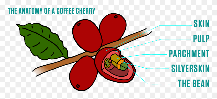 1554x649 Coffee Cherry Anatomy Anatomy Of A Coffee Shrub, Animal, Invertebrate, Insect HD PNG Download