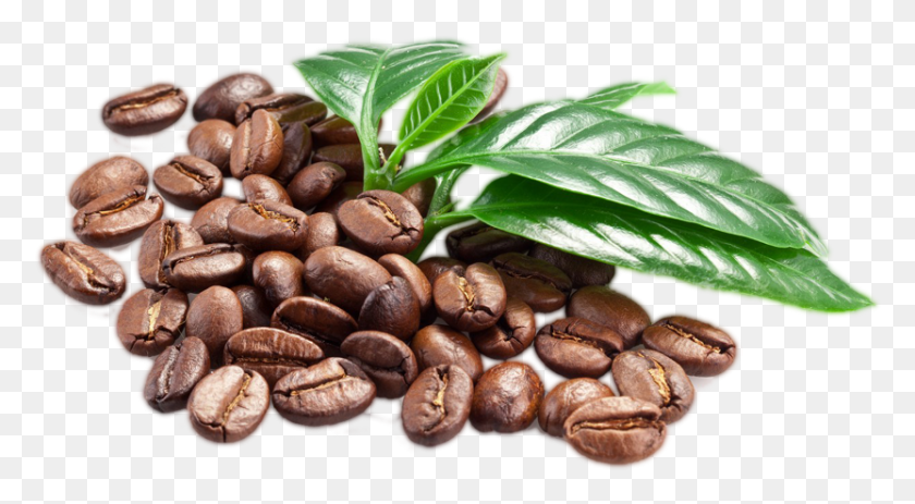 832x430 Coffee Leave Transparent Background Coffee Beans, Plant, Coffee Cup, Cup HD PNG Download