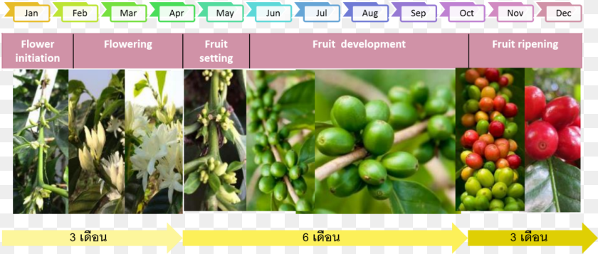 1431x609 Coffee Plant The Growth Of Coffee Tree Coffee And Fruit Development, Art, Collage, Vegetation, Food Sticker PNG