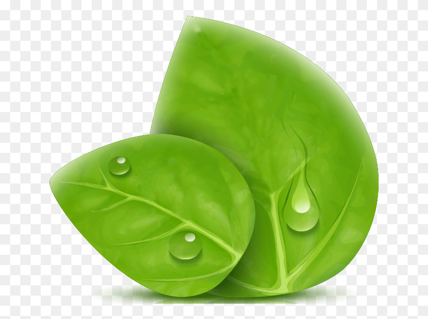 647x566 Coin Purse, Leaf, Plant, Droplet HD PNG Download