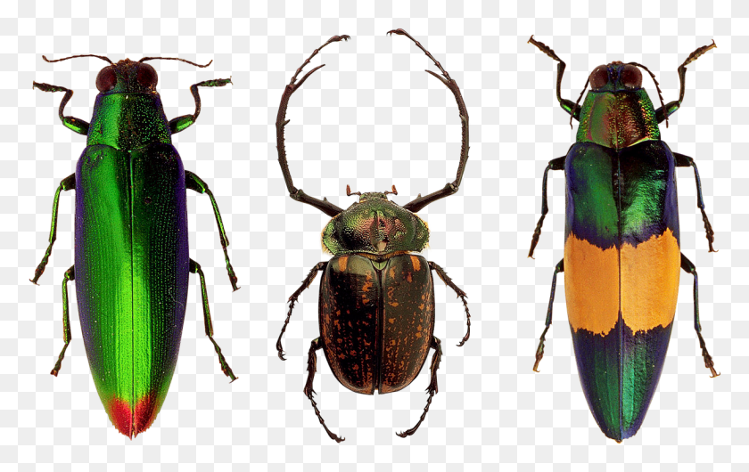 1221x736 Coleotteri, Insect, Invertebrate, Animal HD PNG Download