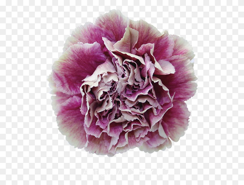522x576 Colibri Flowers Carnation Antigua Grower Of Carnations, Plant, Rose, Flower HD PNG Download