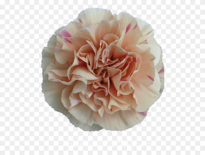 506x578 Colibri Flowers Carnation Appletea Grower Of Carnations Carnation Apple Tea, Rose, Flower, Plant HD PNG Download